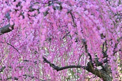 枝垂れ梅満開①