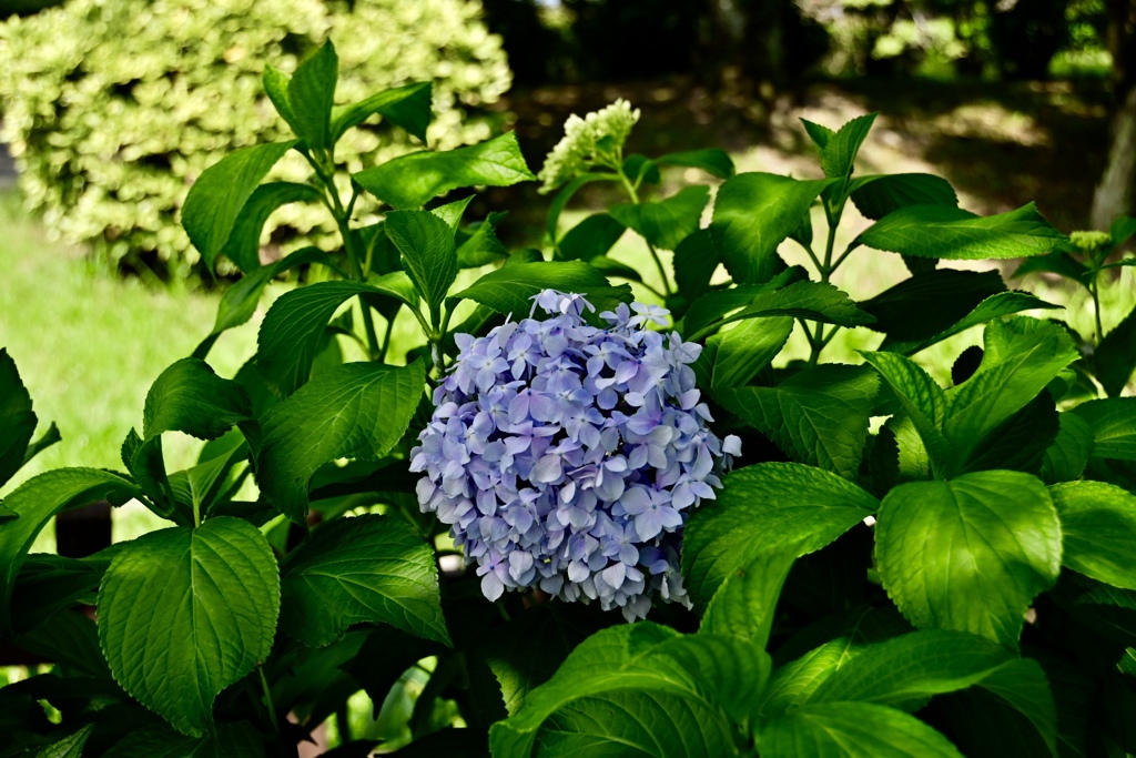 存在感ある紫陽花