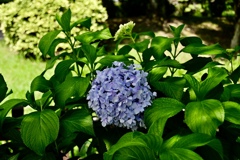 存在感ある紫陽花