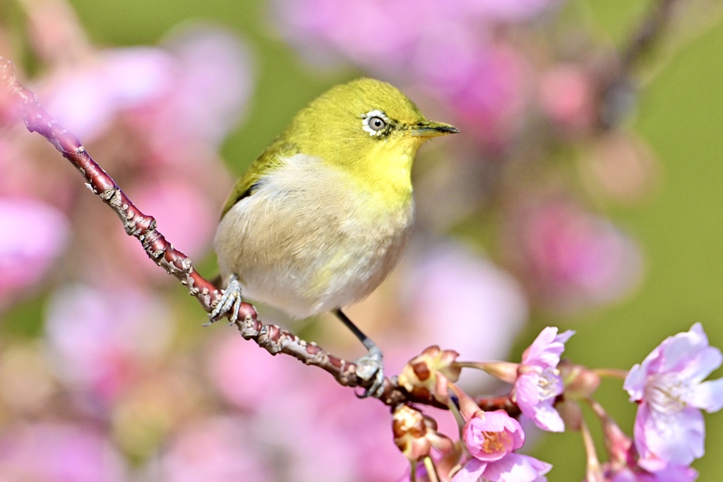 サクジローの花見