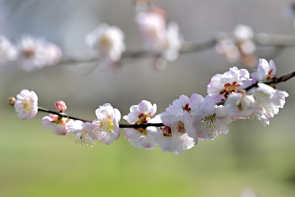 桜には負けないわよ〜