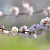 桜には負けないわよ〜