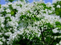 「ナンジャモンジャ」の花