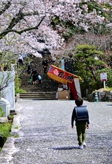 新一年生と桜吹雪