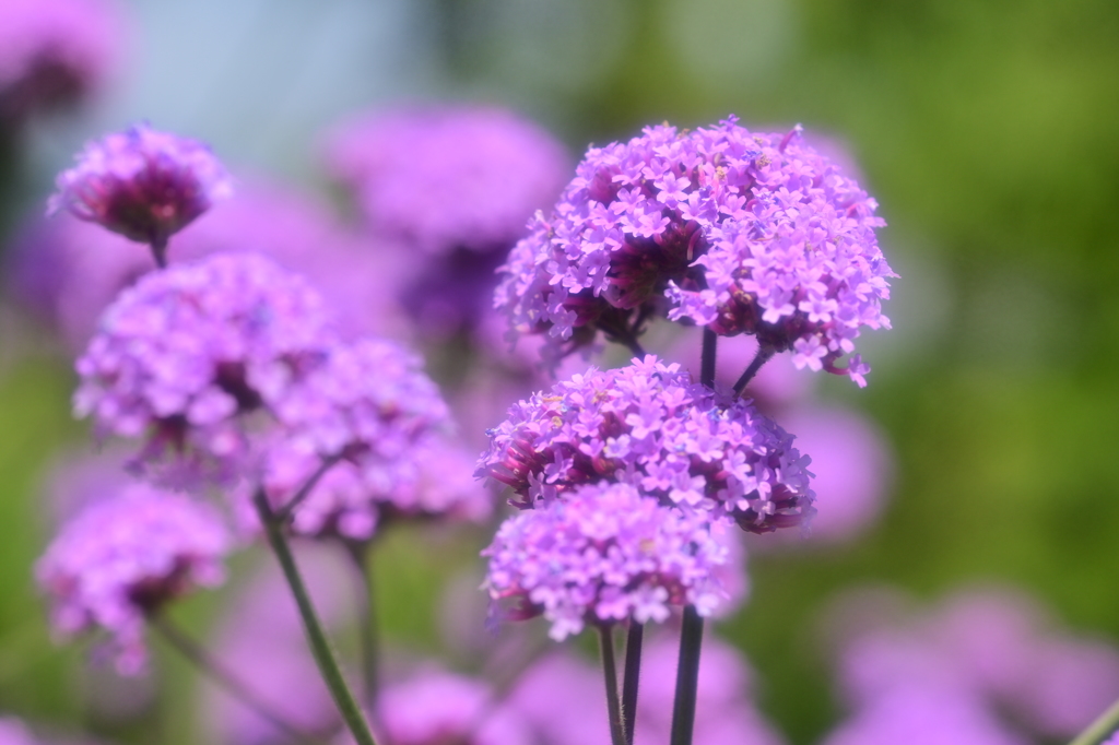可憐な花