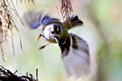 飛び出すキクちゃん