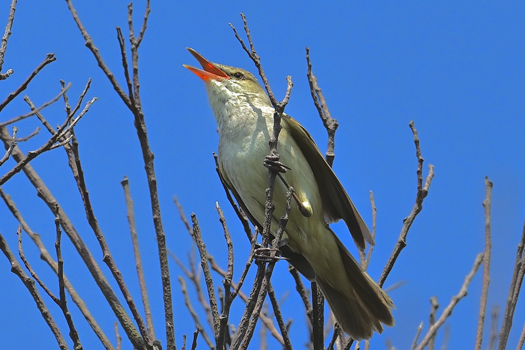 歌う赤い口の野鳥さん