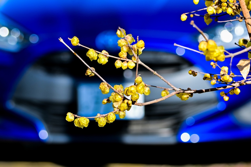 青い車とロウバイの花