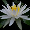清楚な花