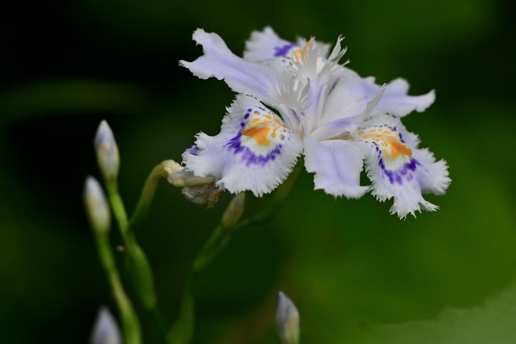 艶やかな花