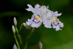 艶やかな花