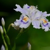 艶やかな花
