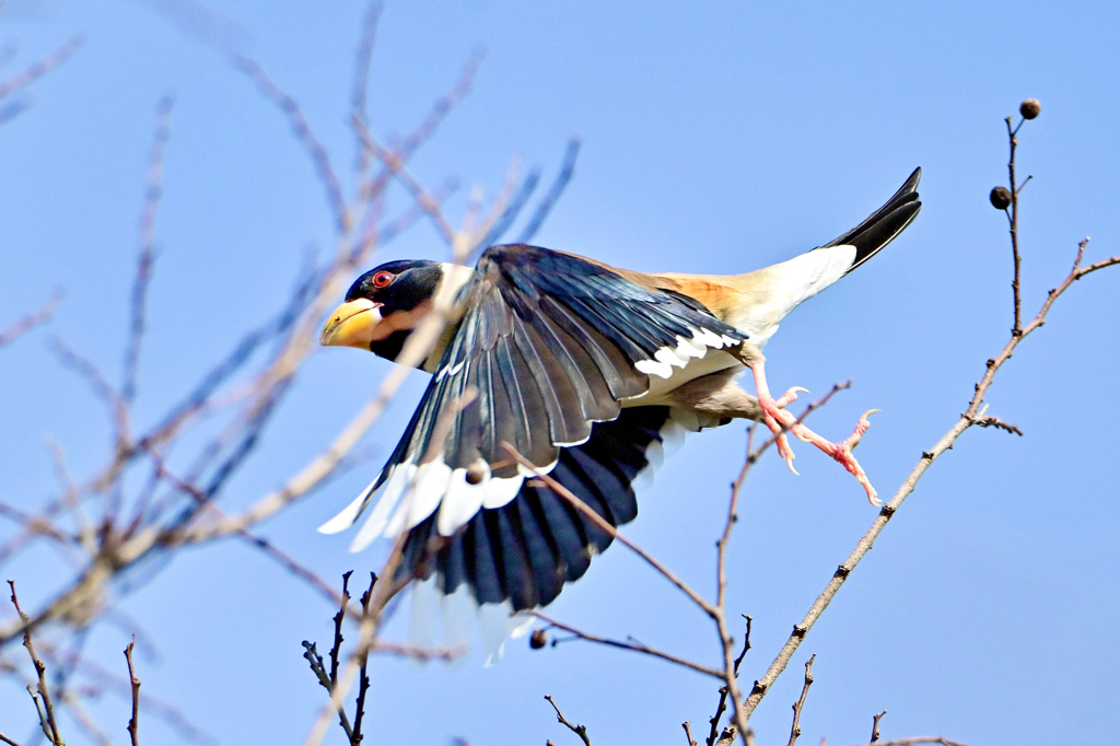 コイカルの飛翔