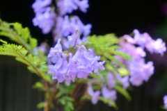 花2