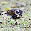 まだ頑張っています