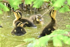 カルガモ幼鳥②