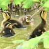 カルガモ幼鳥②
