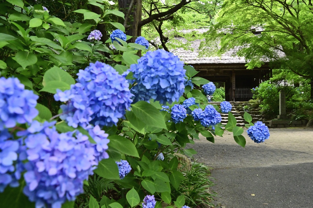 紫陽花の咲く寺