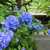 紫陽花の咲く寺
