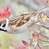 ハナミズキを飛ぶスズメさん