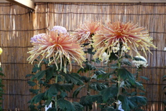 菊の品評会2