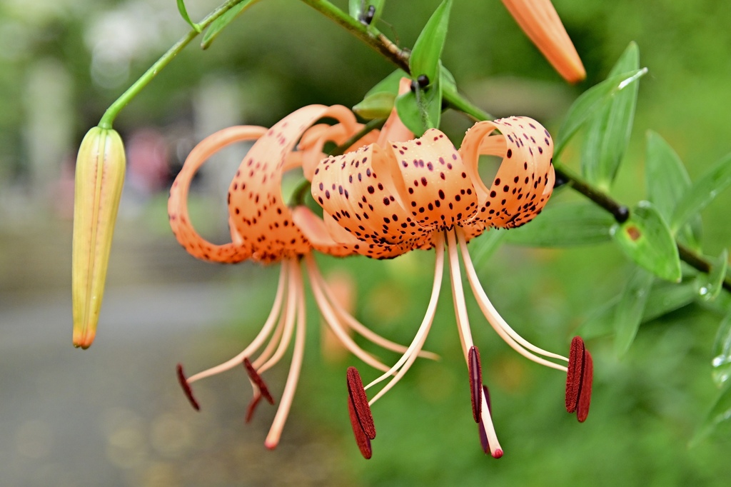 参道に咲く花