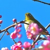 帰ってきたウメジロー＾＾