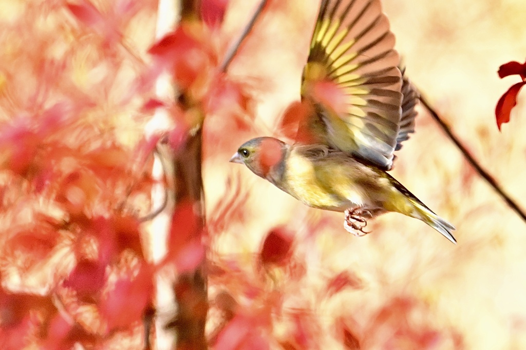 紅葉を飛ぶカワラヒワ