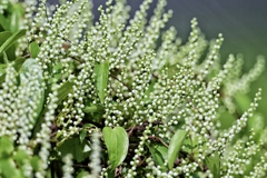 山芋の花咲く頃