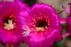 サボテンの花1