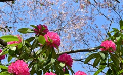 競演