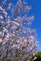 青空に映える啓翁桜