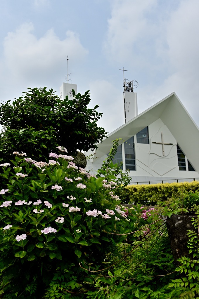 聖堂と紫陽花