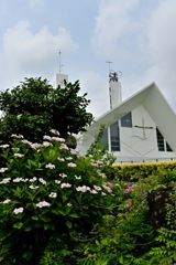 聖堂と紫陽花
