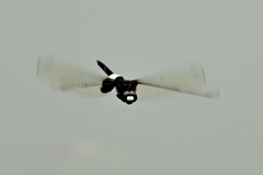 コシアキトンボの飛翔