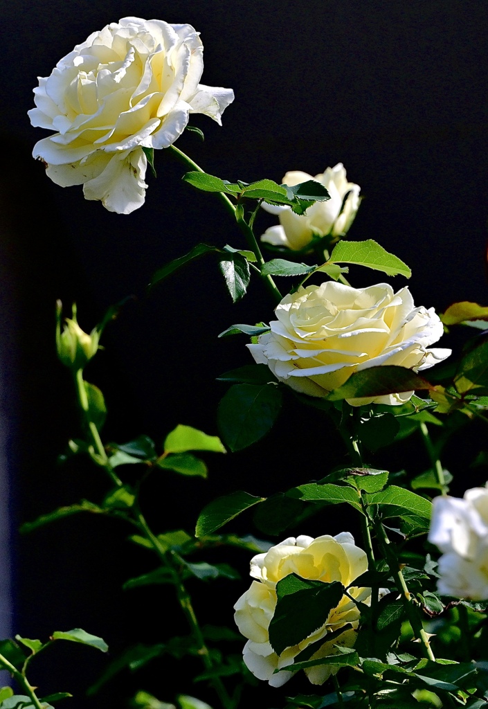 白薔薇の美