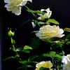 白薔薇の美