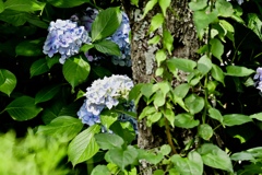 こんな所にも紫陽花
