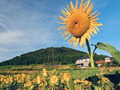 太陽がいっぱい