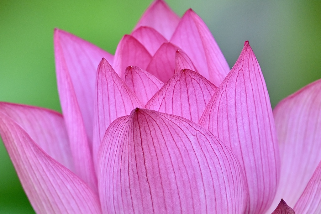 はい、私がハスの花です‼︎