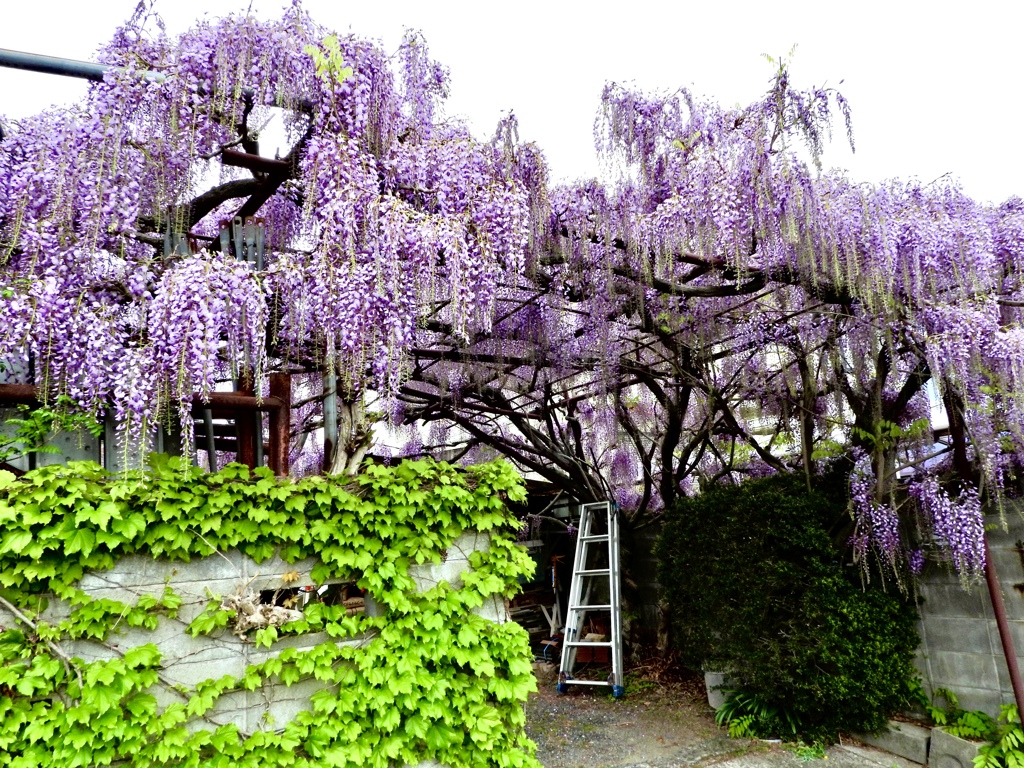 お隣に咲く藤の花