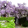 お隣に咲く藤の花