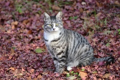 お友達になった猫