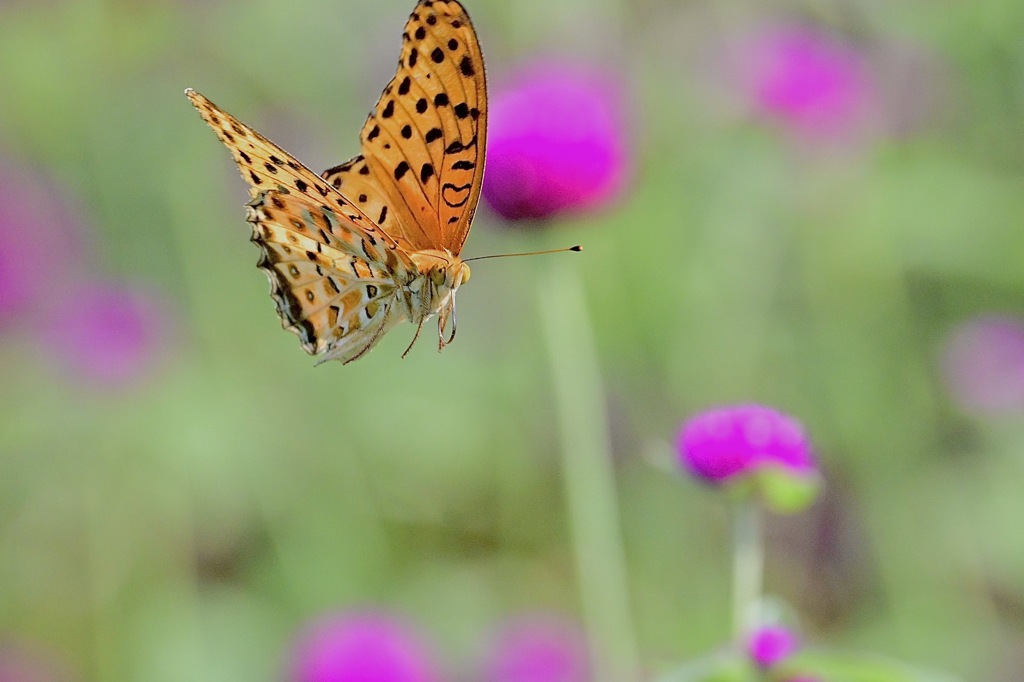 花畑を飛ぶ蝶