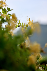 朝日に映える花
