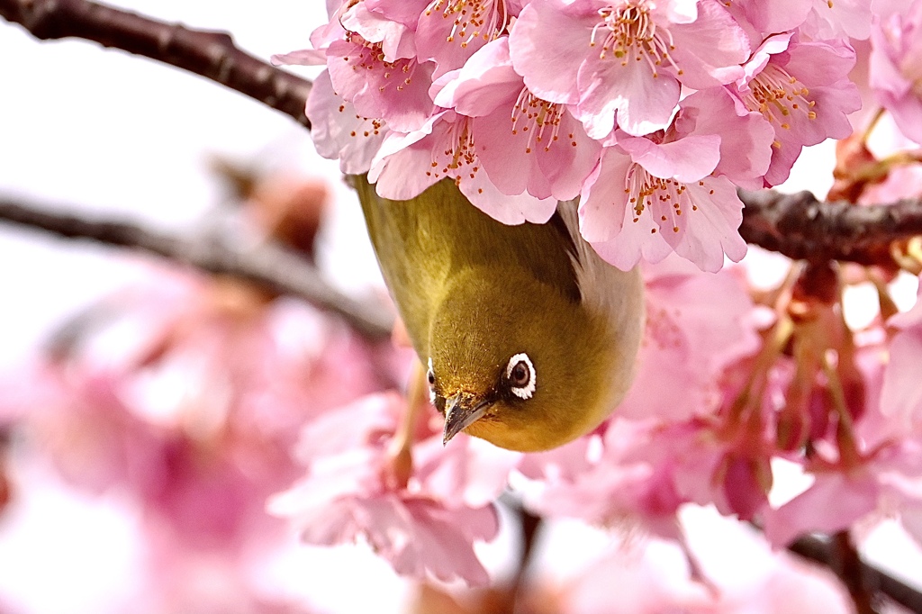 花粉まみれだよ〜