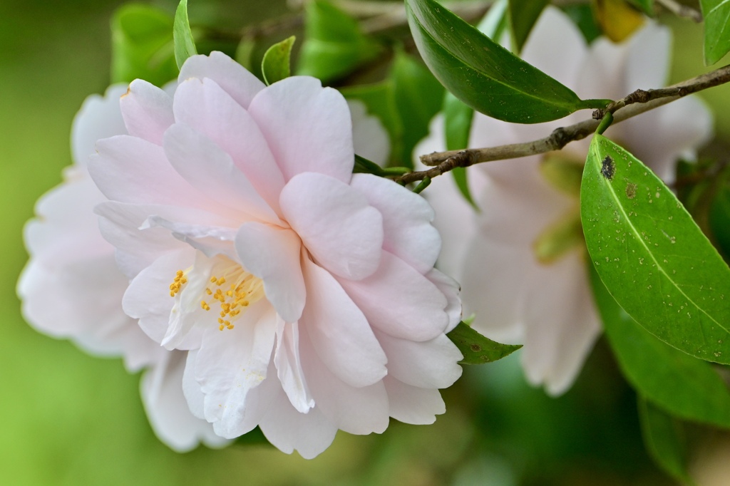 柔らかに咲く花