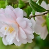 柔らかに咲く花