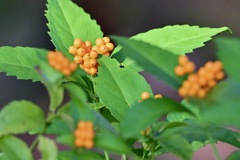 綺麗なセンリョウの実