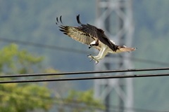 いつもの場所に留まるミサゴ